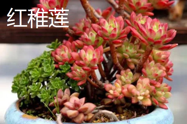 红稚莲和马库斯有什么区别，叶片颜色明显不同