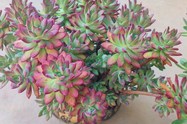 红稚莲和马库斯有什么区别，叶片颜色明显不同