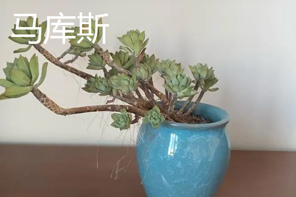 红稚莲和马库斯有什么区别，叶片颜色明显不同