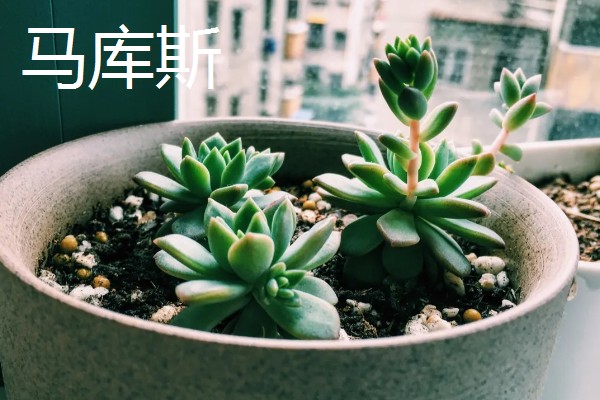 红稚莲和马库斯有什么区别，叶片颜色明显不同