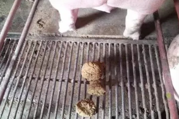 母猪大便干结成颗粒状怎么处理,可增加青绿饲料和多汁饲料
