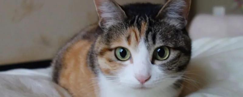 犬猫淋巴肉瘤怎么治疗，可使用环磷酰胺等药物