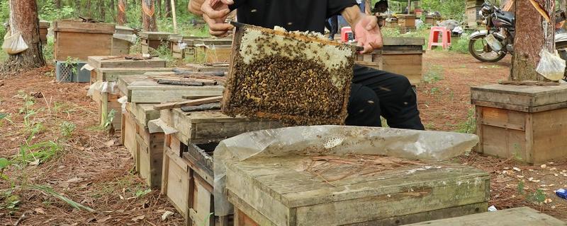 防止蜜蜂逃跑的方法，外界缺少蜜源时要人工补饲