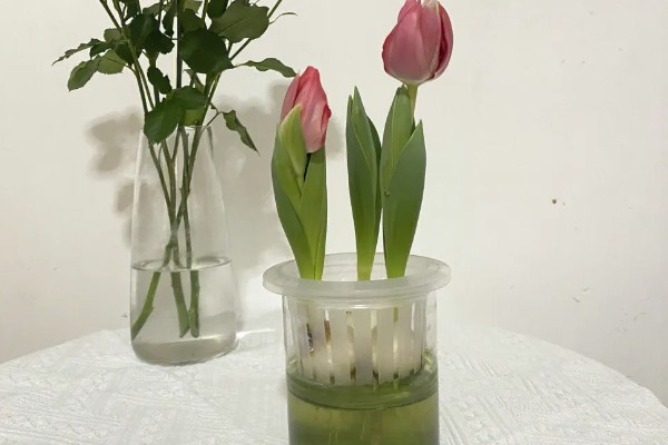 郁金香发霉要不要削掉，发霉要削掉的