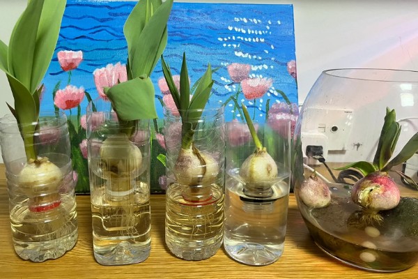 郁金香发霉要不要削掉，发霉要削掉的