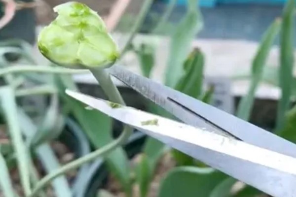 郁金香发霉要不要削掉，发霉要削掉的