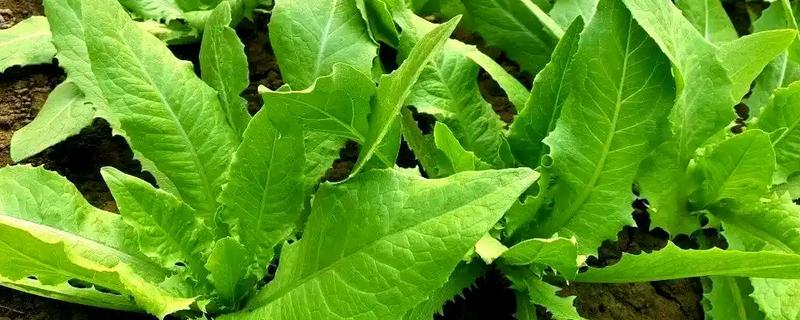 油麦菜的病害及防治方法，有霜霉病、灰霉病等