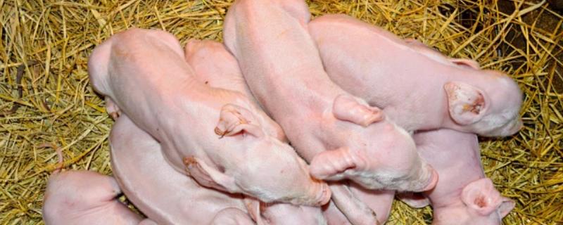 新生仔猪粪便不通畅怎么处理，可往直肠内灌注肥皂水