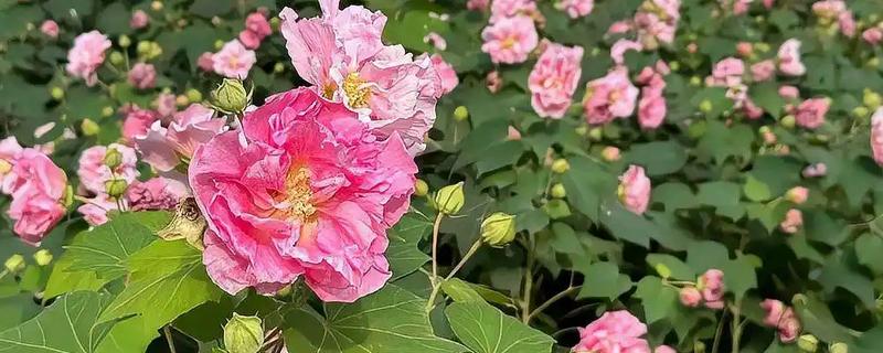 盆栽芙蓉花如何繁殖，可扦插、播种等