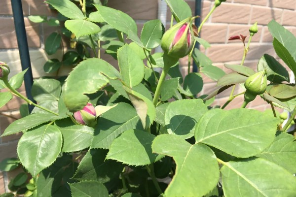 月季花苞期施哪种肥，花苞期需要为其施加磷钾肥