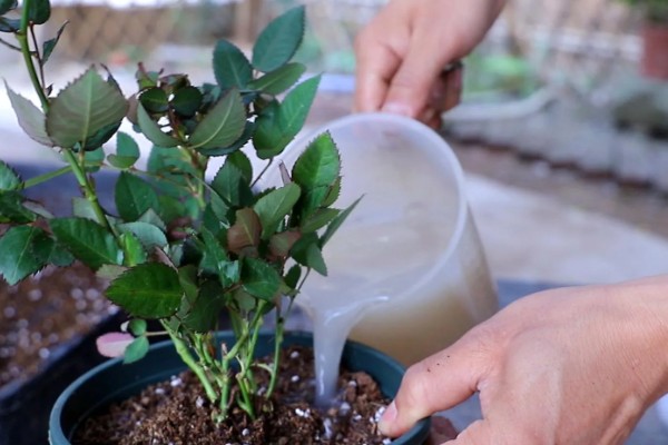 月季花苞期施哪种肥，花苞期需要为其施加磷钾肥