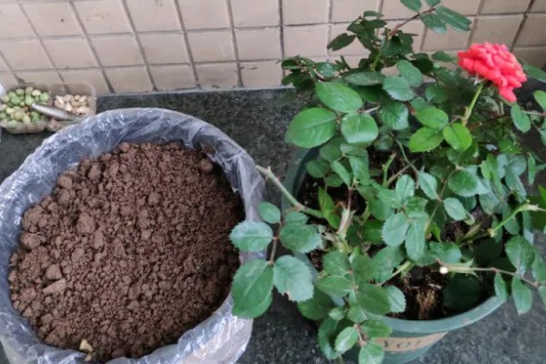 月季花苞期施哪种肥，花苞期需要为其施加磷钾肥