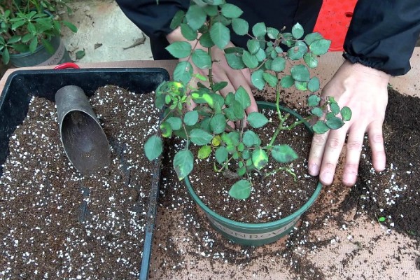 月季花苞期施哪种肥，花苞期需要为其施加磷钾肥