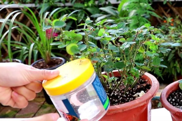 月季花苞期施哪种肥，花苞期需要为其施加磷钾肥