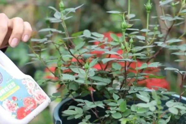 月季花苞期施哪种肥，花苞期需要为其施加磷钾肥