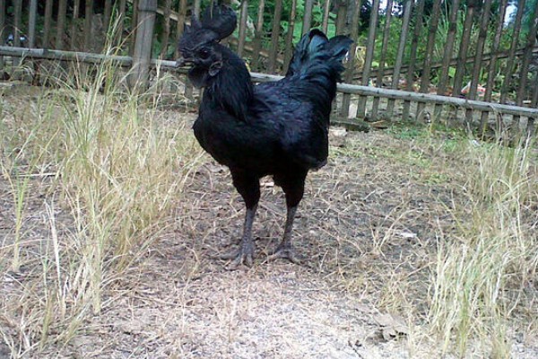 阿亚姆-塞玛尼鸡简介，原产于印度尼西亚