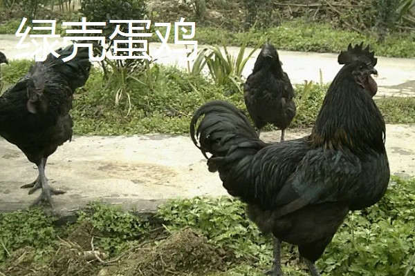 阿亚姆-塞玛尼鸡简介，原产于印度尼西亚