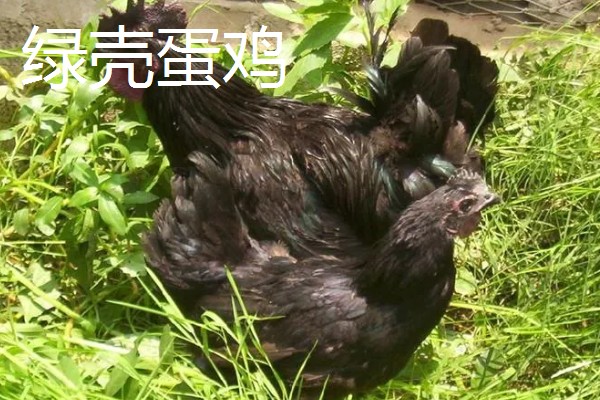 阿亚姆-塞玛尼鸡简介，原产于印度尼西亚