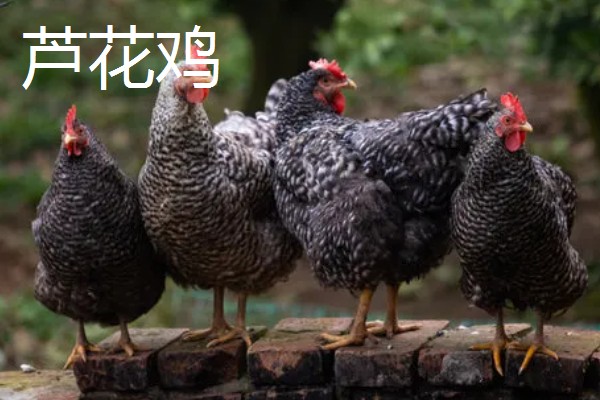 阿亚姆-塞玛尼鸡简介，原产于印度尼西亚