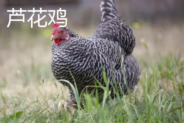 阿亚姆-塞玛尼鸡简介，原产于印度尼西亚