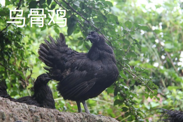 阿亚姆-塞玛尼鸡简介，原产于印度尼西亚