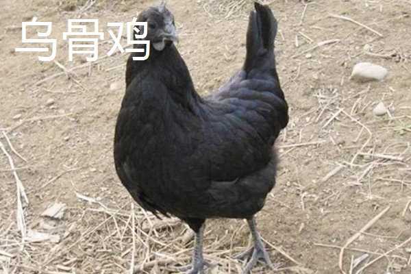 阿亚姆-塞玛尼鸡简介，原产于印度尼西亚