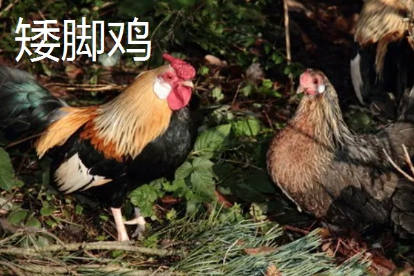 阿亚姆-塞玛尼鸡简介，原产于印度尼西亚