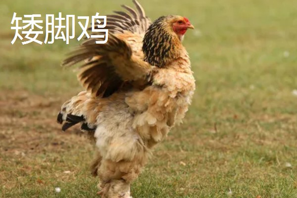 阿亚姆-塞玛尼鸡简介，原产于印度尼西亚