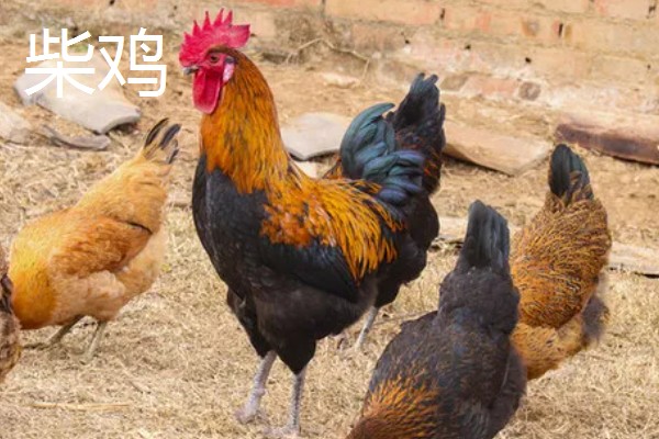 阿亚姆-塞玛尼鸡简介，原产于印度尼西亚