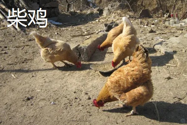 阿亚姆-塞玛尼鸡简介，原产于印度尼西亚