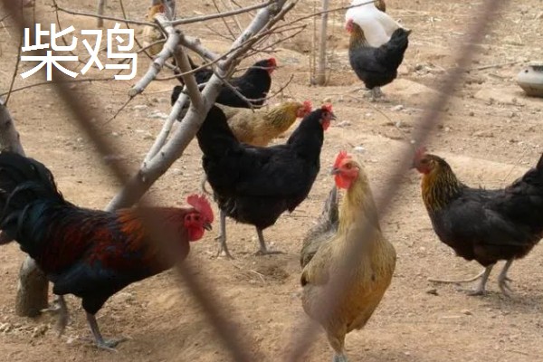 阿亚姆-塞玛尼鸡简介，原产于印度尼西亚