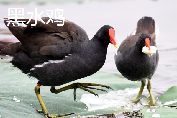 阿亚姆-塞玛尼鸡简介，原产于印度尼西亚