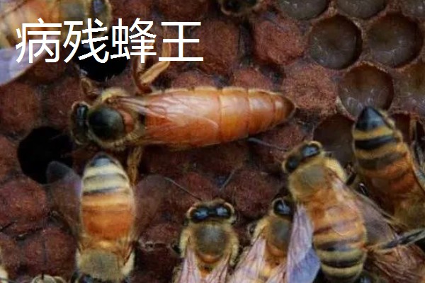 为什么蜂王会被工蜂杀死，可能是蜂王病残