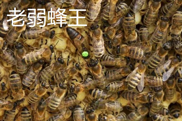 为什么蜂王会被工蜂杀死，可能是蜂王病残
