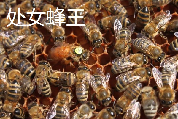 为什么蜂王会被工蜂杀死，可能是蜂王病残