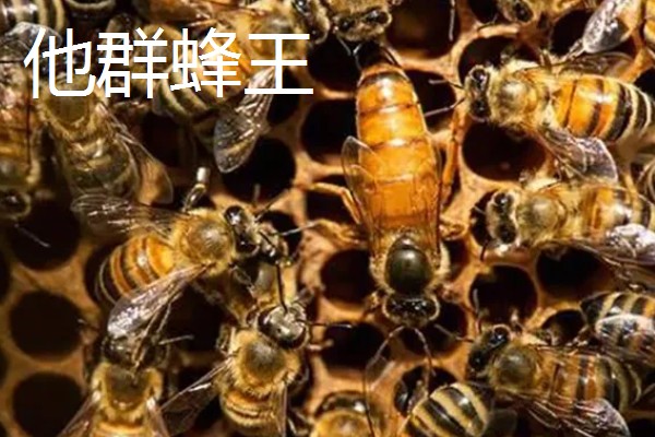 为什么蜂王会被工蜂杀死，可能是蜂王病残