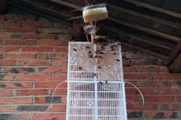 为什么蜂王会被工蜂杀死，可能是蜂王病残