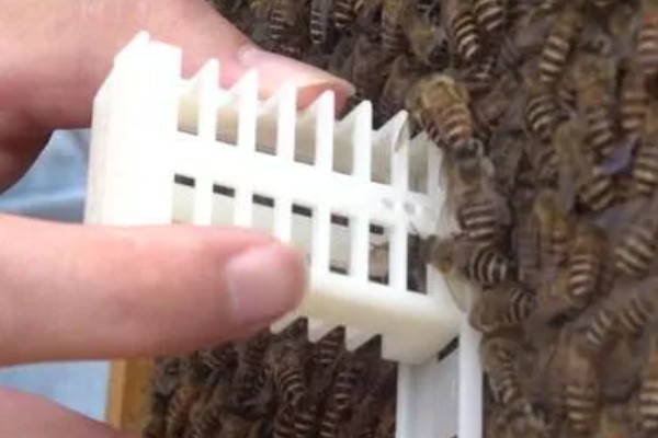 为什么蜂王会被工蜂杀死，可能是蜂王病残