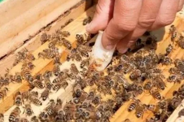 为什么蜂王会被工蜂杀死，可能是蜂王病残