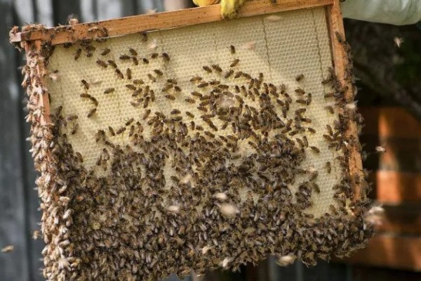 为什么蜂王会被工蜂杀死，可能是蜂王病残