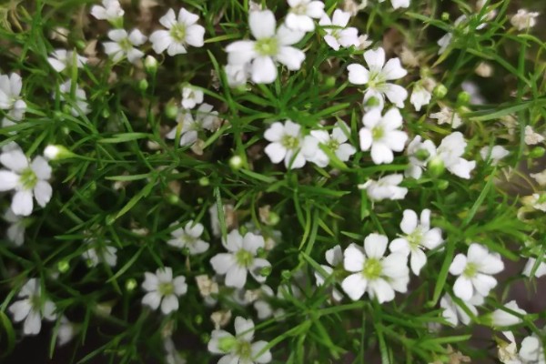 缕丝花的花语，寓意纯洁的爱、坚强勇敢等