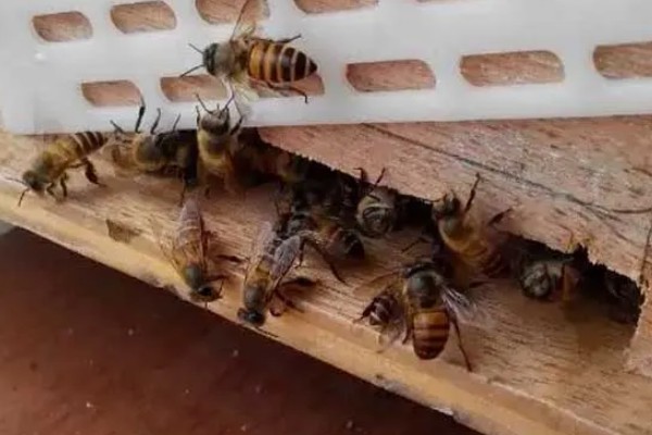 为什么蜂王会被工蜂杀死，可能是蜂王病残