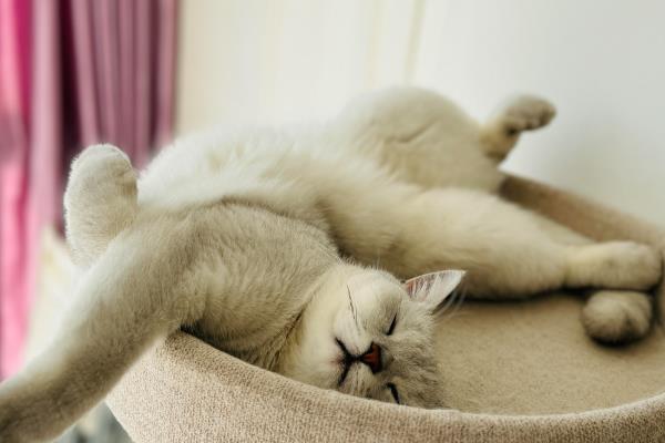 猫拉屎为什么干，可能是饮水量不足所致