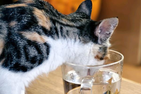 猫拉屎为什么干，可能是饮水量不足所致