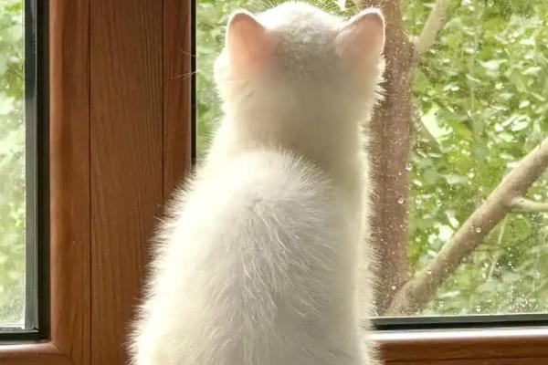 猫拉屎为什么干，可能是饮水量不足所致