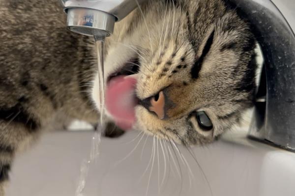 猫拉屎为什么干，可能是饮水量不足所致