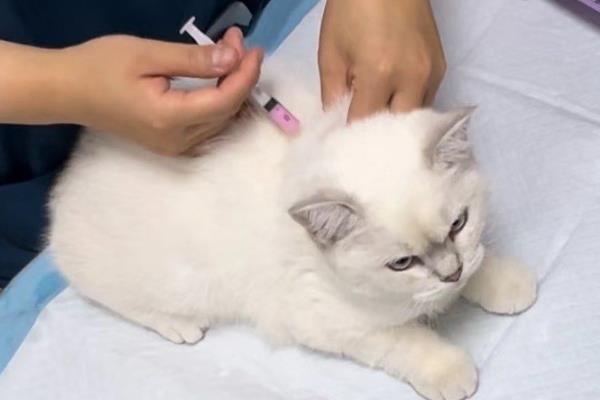 猫拉屎为什么干，可能是饮水量不足所致