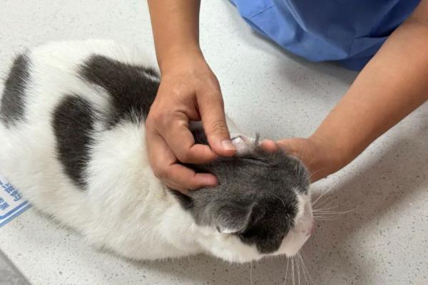 猫拉屎为什么干，可能是饮水量不足所致