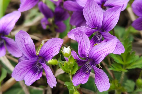 紫花地丁在阳台怎么养，要每隔3天给植株浇水一次