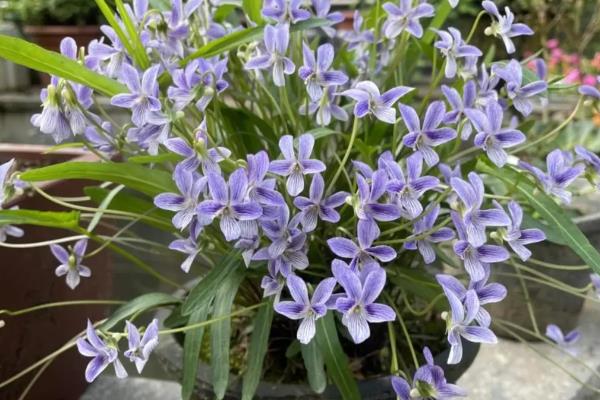 紫花地丁在阳台怎么养，要每隔3天给植株浇水一次